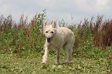 BOUVIER DES ARDENNES 323